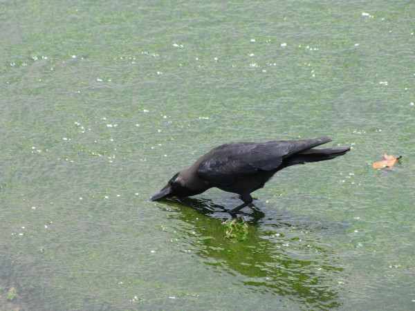 斯里兰卡旅游攻略,斯里兰卡旅游攻略是什么