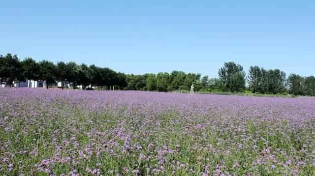 别去韩国了，去了天津，就等于去了全世界，不信你看！