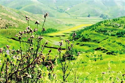 「献礼70」最爱那抹绿：美丽青城展画卷绿水青山带笑颜