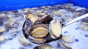 大连海洋馆搬运动物,大连海鲜搬运工