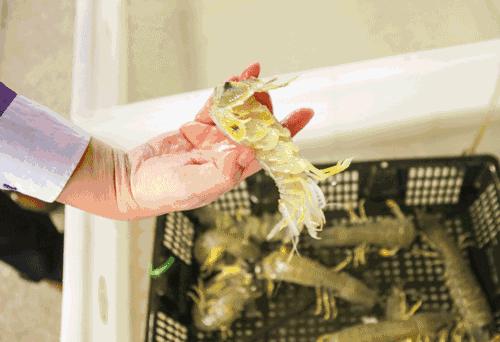 大连海洋馆搬运动物,大连空运的海鲜