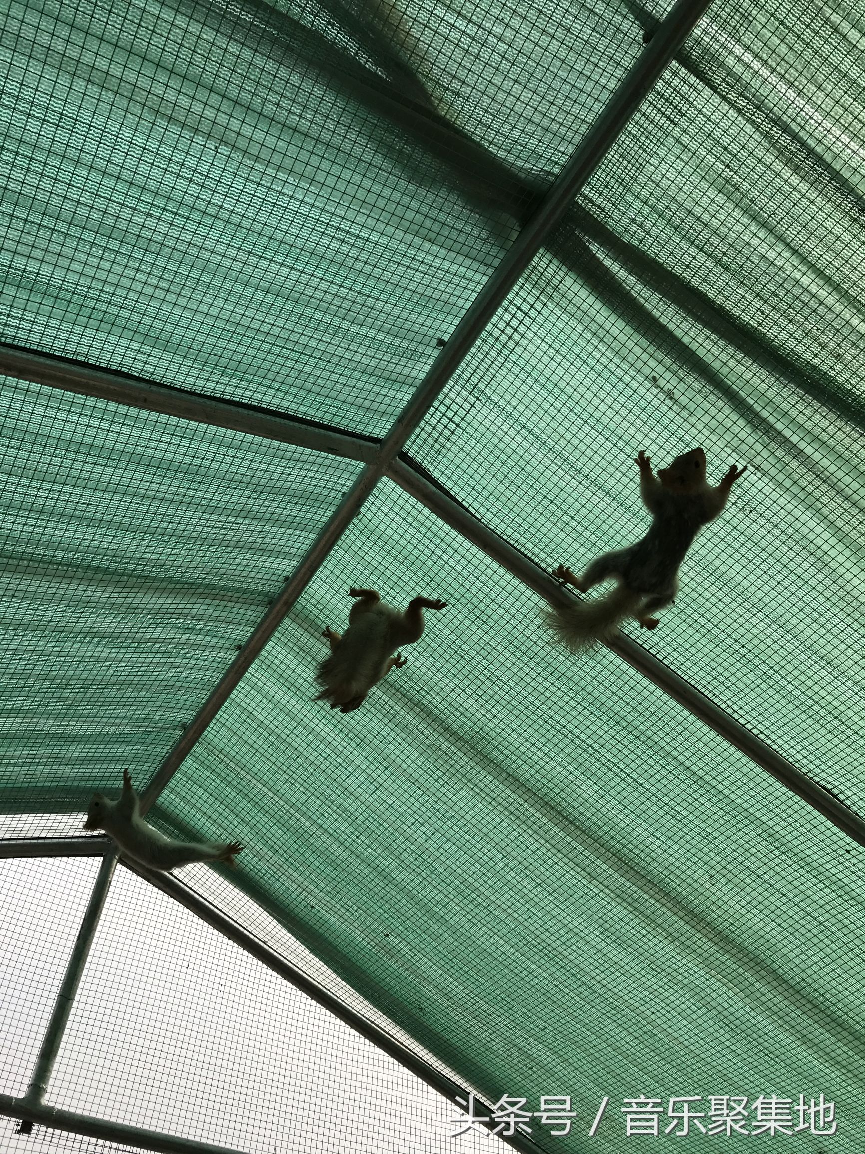 雪地松鼠哪种最漂亮,什么是最好的雪地松鼠