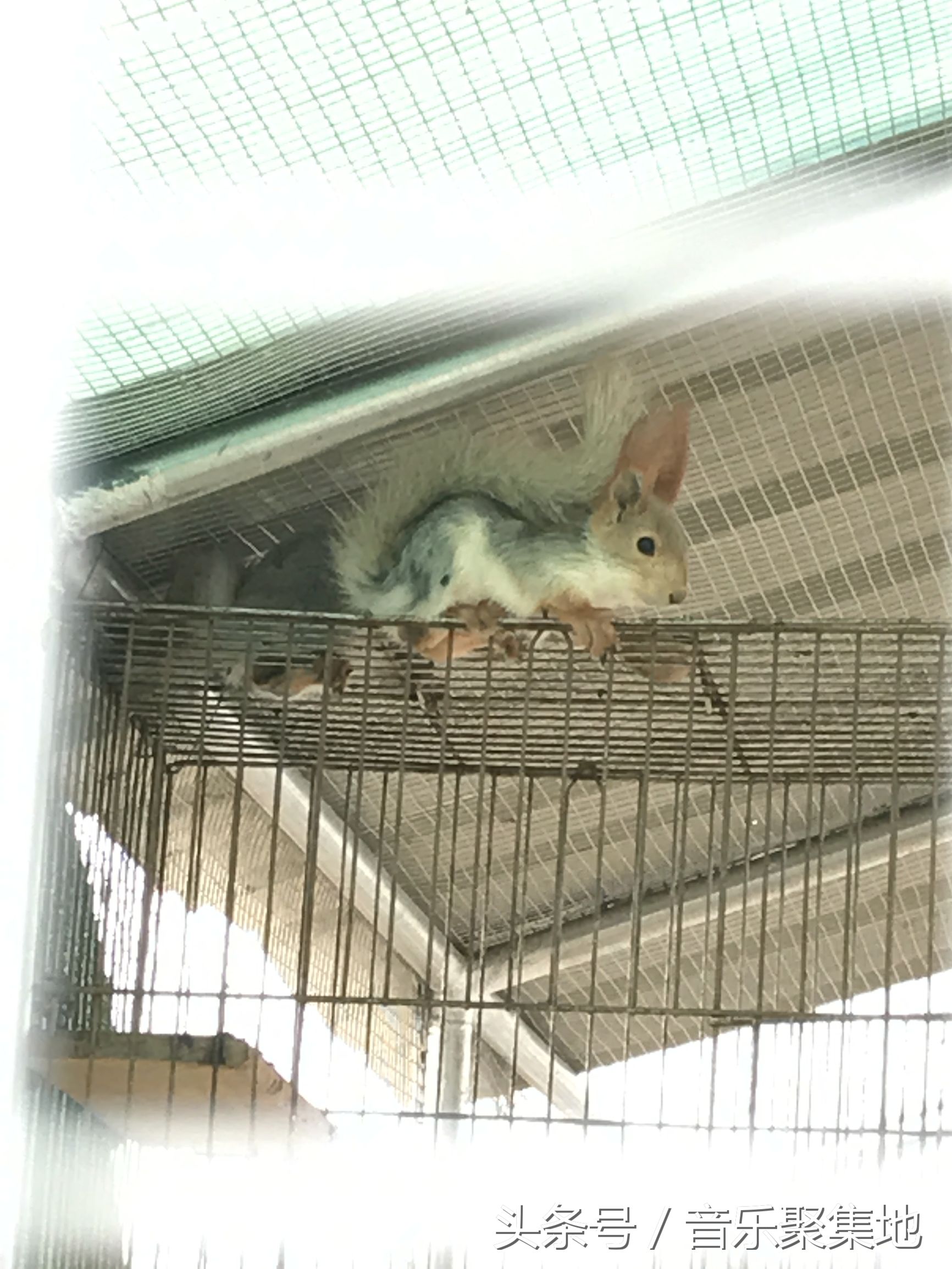 雪地松鼠哪种最漂亮,什么是最好的雪地松鼠