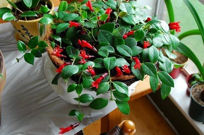 家里盆栽上长出了橘色小东西,家里的吊盆植物