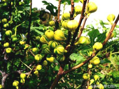 永州现真人开心农场-你还让人偷菜吗？