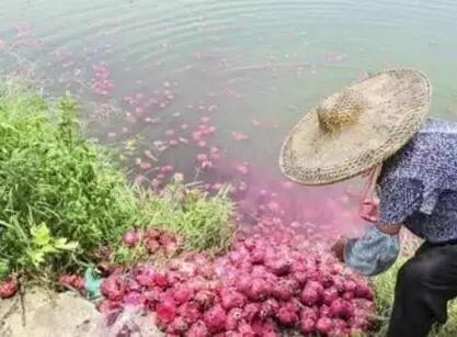 时代变了，农场不想倒闭怎么办？