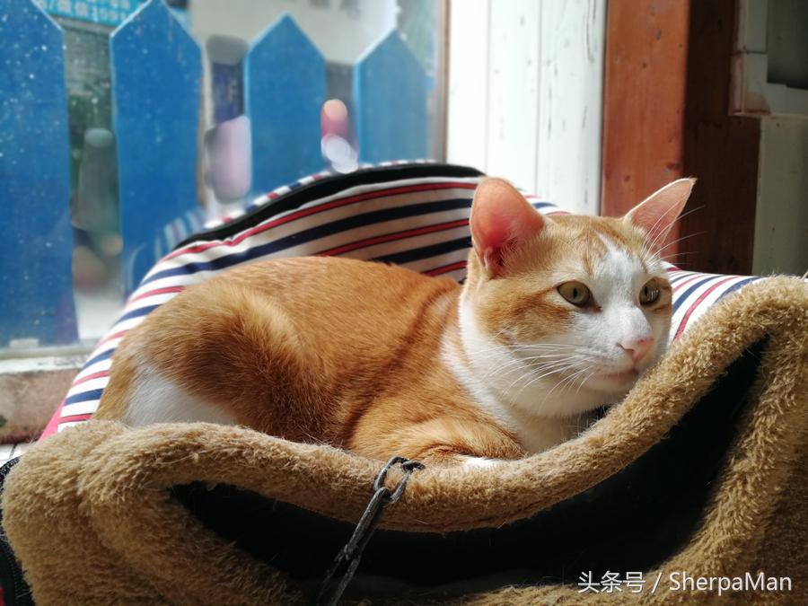 荣耀v9和p10plus的区别,荣耀v9对比p10plus