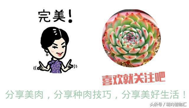 海豚嘴多肉,海豚风铃多肉