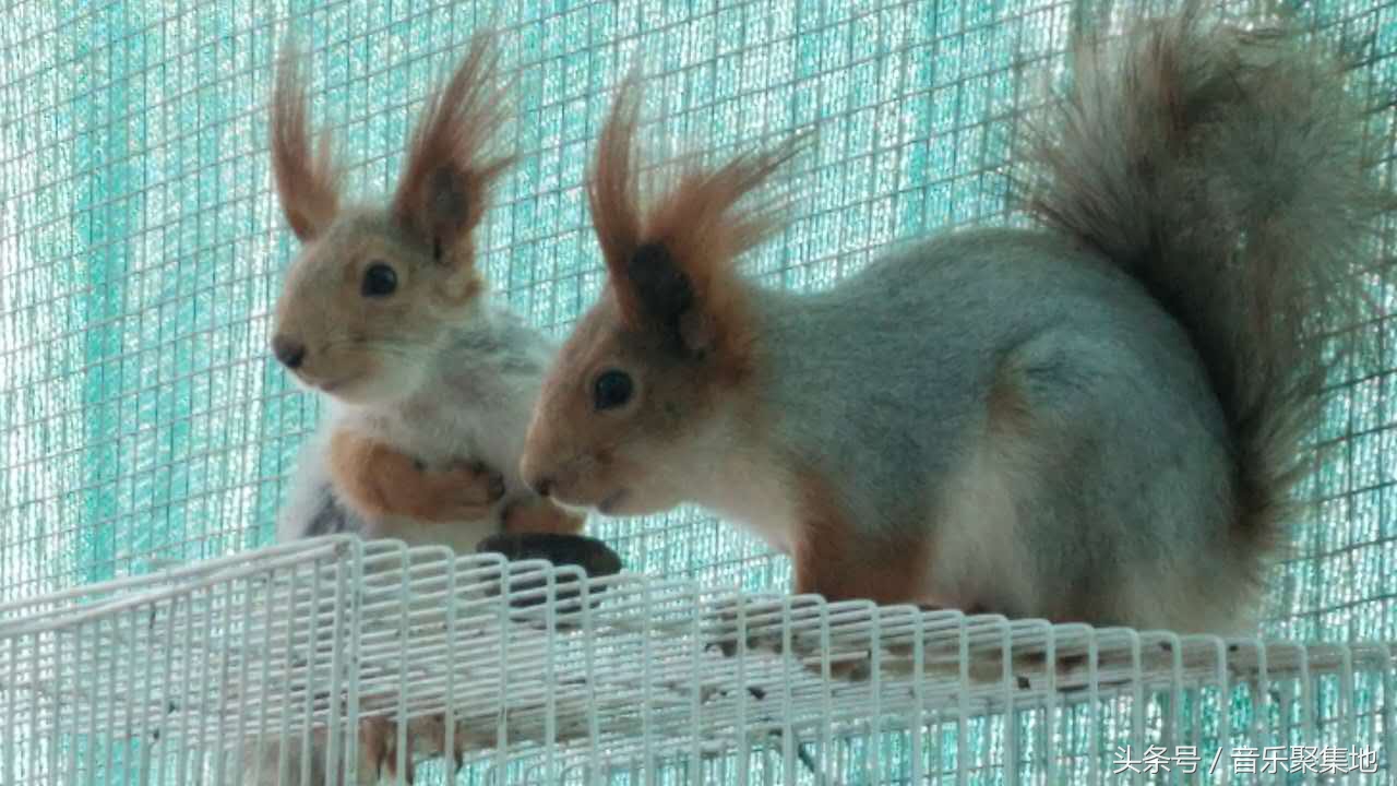雪地松鼠哪种最漂亮,什么是最好的雪地松鼠