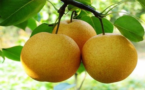 春季降火的水果和食物,养生春季上火记得吃这些水果