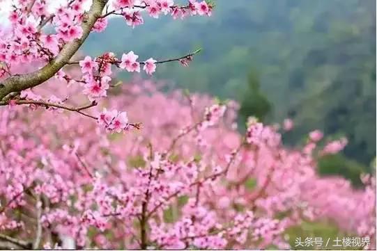 龙岩赏花景点,龙岩的花海
