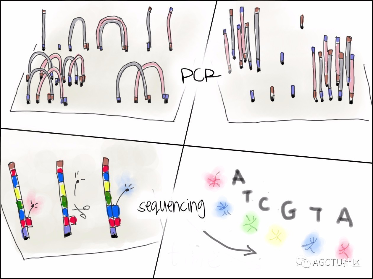 下一代测序技术原理,测序的原理