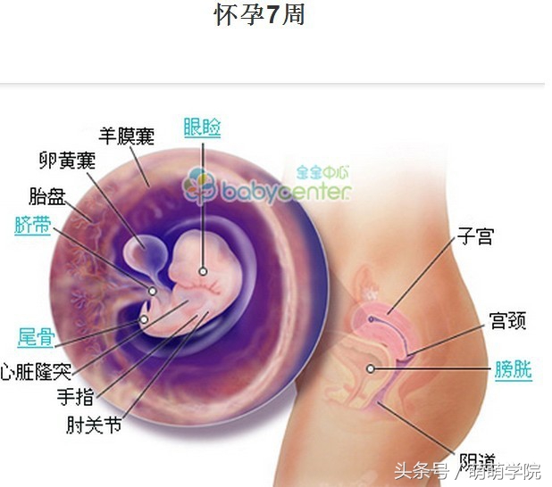 胎儿发育40周全过程b超影像,胎儿1-40周发育过程图高清