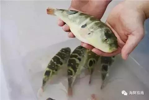 又到吃河鲀的时候了！河鲀起春岸，诱惑正当时