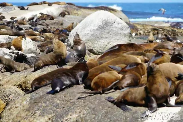 麻麻，为什么不能带我去非洲！