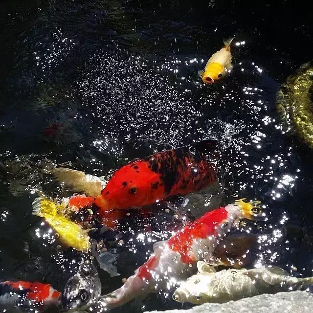 锦鲤水景三月天，赏心悦事别家院