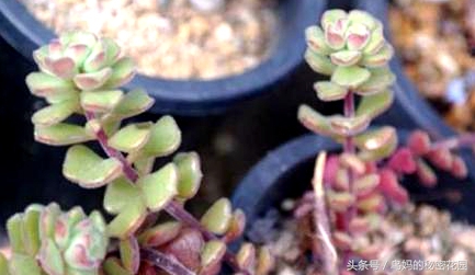 多肉植物怎么徒长了,徒长的多肉怎样处理