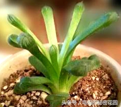 多肉植物怎么徒长了,徒长的多肉怎样处理