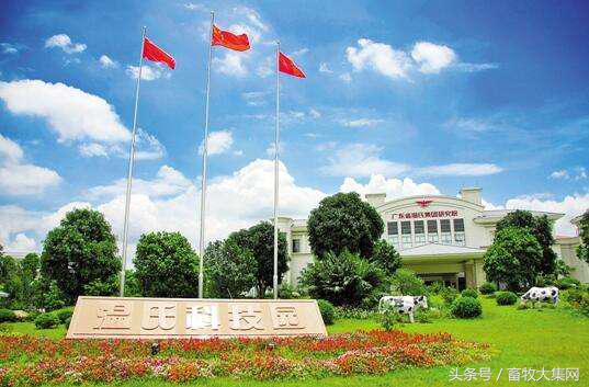 公司农户养猪,温氏养猪公司加农户模式