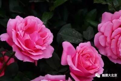 4月整整11天假！瓷器们，这些好消息请查收！