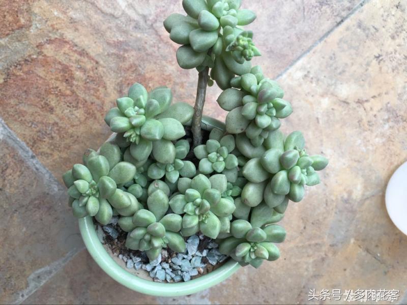 有一种肉肉叫做别人家的多肉第9期简月的肉肉