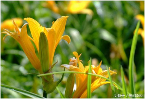 干黄花菜怎么煮好吃又营养价值高,黄花菜营养价值