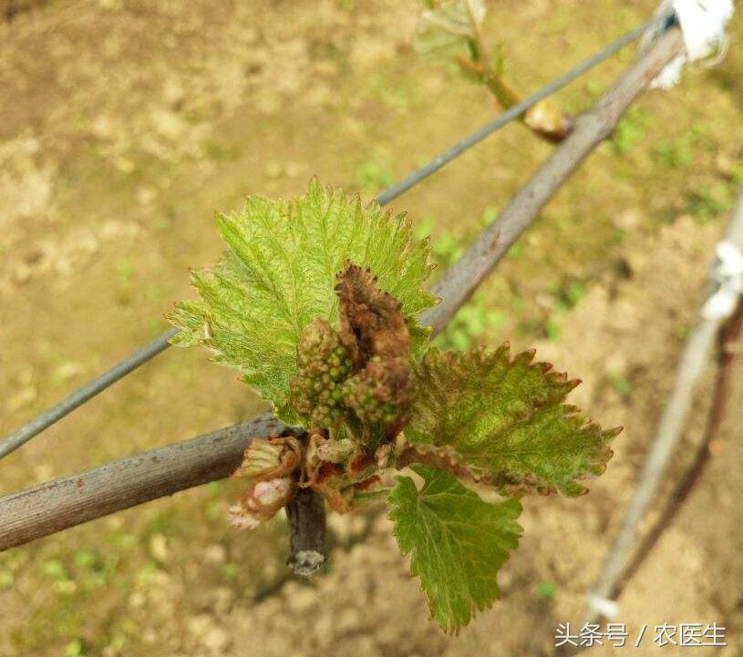 葡萄灰霉病和穗轴褐枯病防治,甜瓜枯萎病根腐病