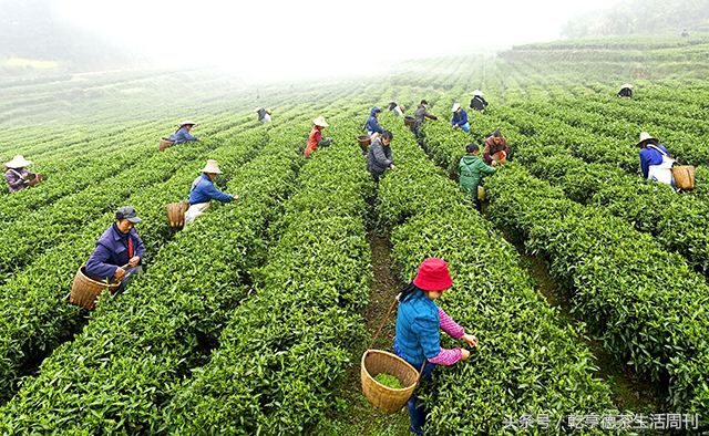 茶香古丈毛尖,古丈毛尖特级绿茶