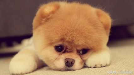 生活中二十种常见狗狗的价格，哪个最名不符实