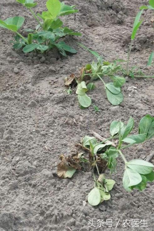葡萄灰霉病和穗轴褐枯病防治,甜瓜枯萎病根腐病