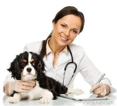 养狗须知狗狗寄生虫症状介绍,宠物犬疾病的预防与治疗论文