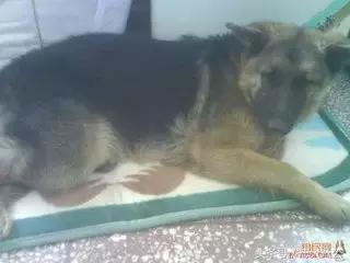 请耐心看完：一只家狗的自述