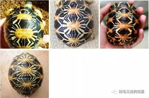 十年磨一剑光启技术深度分析,如何挑选辐射陆龟