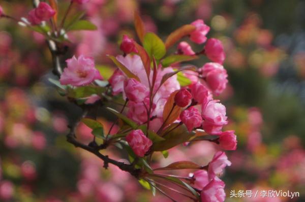 青岩|一盏清茶一抹暗香,一段黔南往事