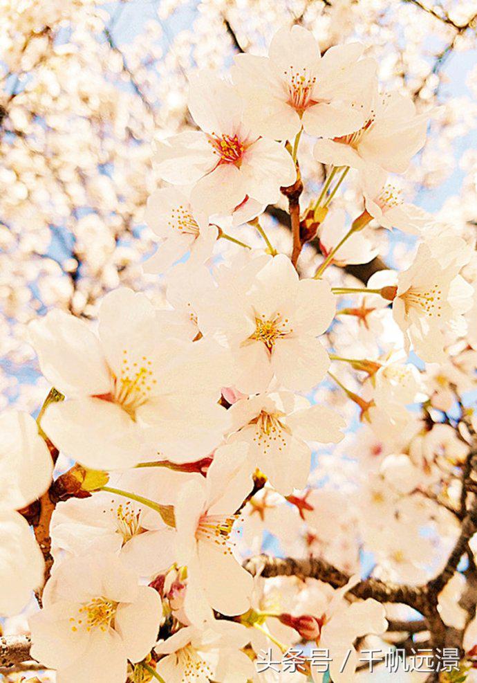 日本樱花祭，春风十里不如你