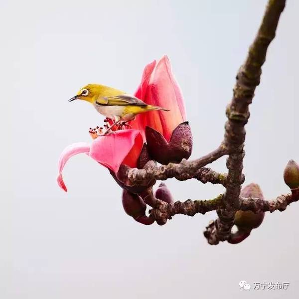木棉花礼赞作文,木棉花之语