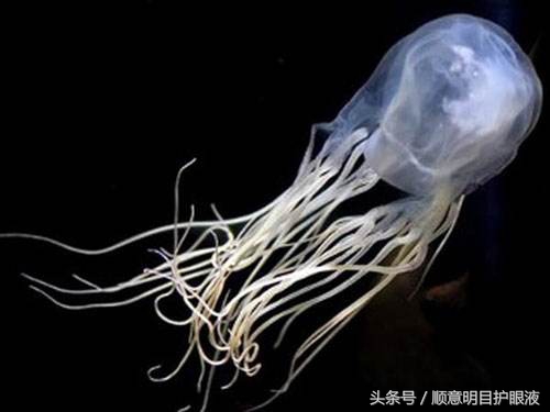 澳洲三大毒王,澳大利亚十大毒王