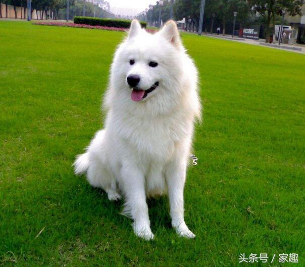 变猴脸的萨摩耶纯不纯,萨摩耶有狐狸血统吗求回答