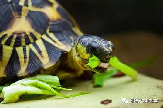 十年磨一剑光启技术深度分析,如何挑选辐射陆龟