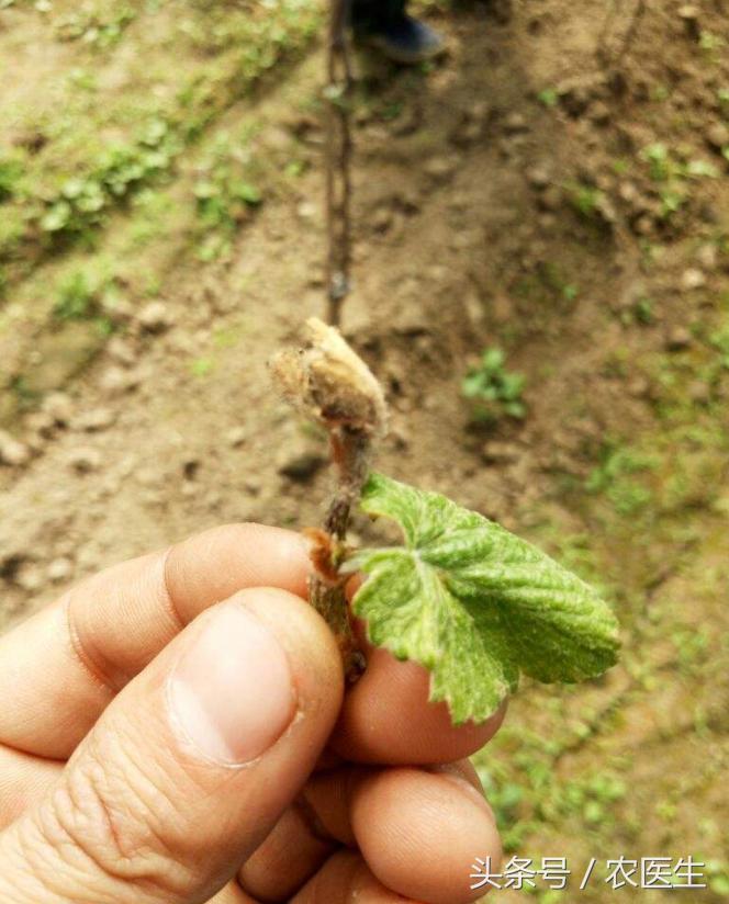 葡萄灰霉病和穗轴褐枯病防治,甜瓜枯萎病根腐病