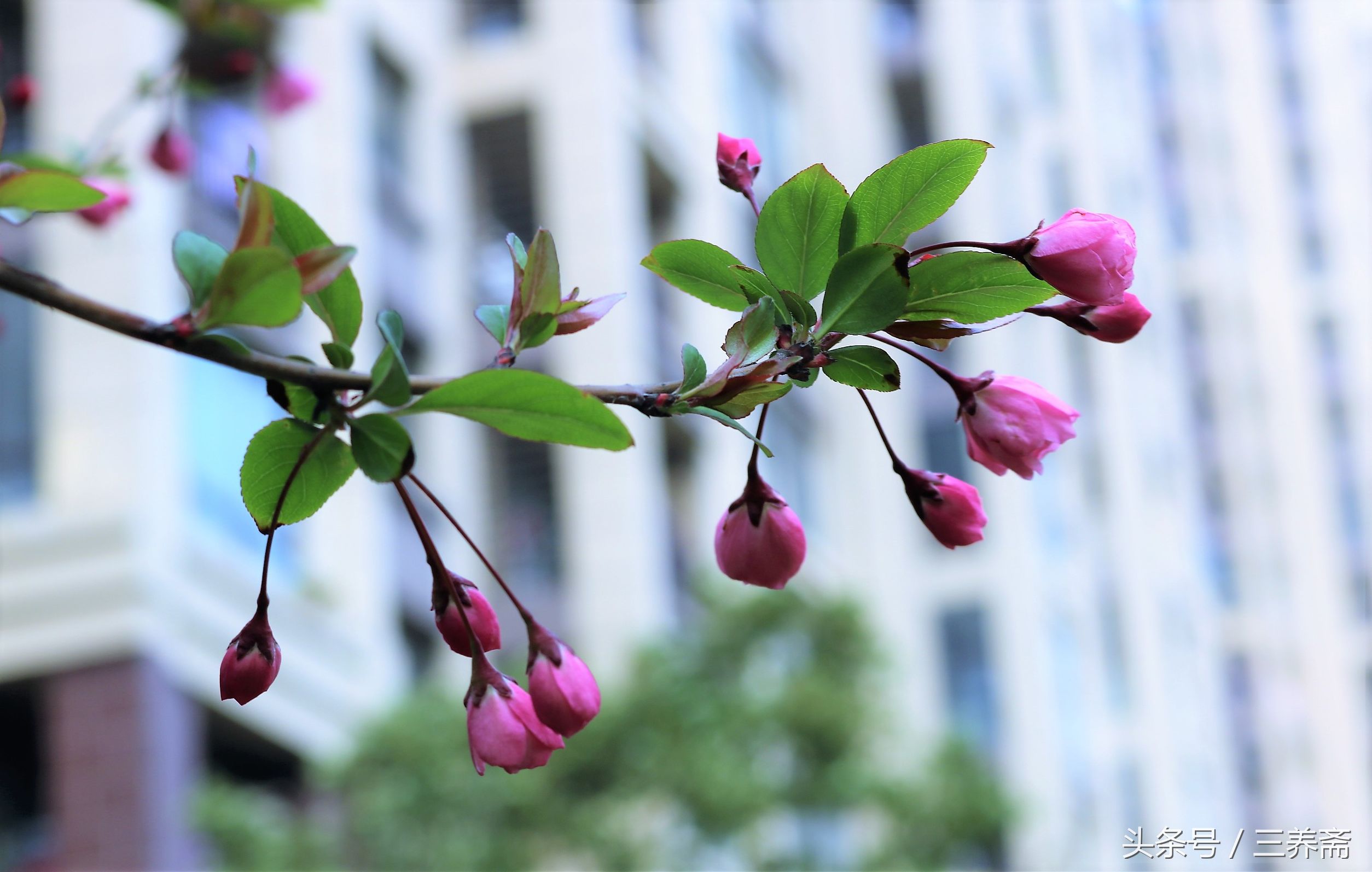 鏄嗗北涓鏍″洯椋庢櫙,鏄嗗北涓鏍″洯鏅壊