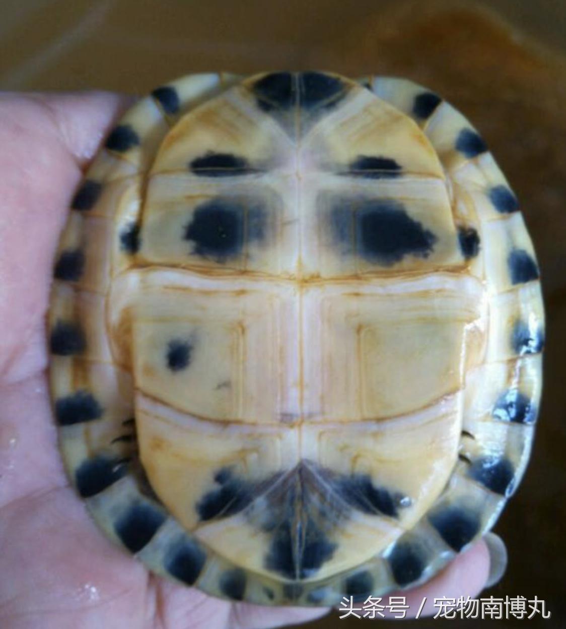 安布闭壳龟容易腐皮吗,安布闭壳龟在龟圈里面是什么段位