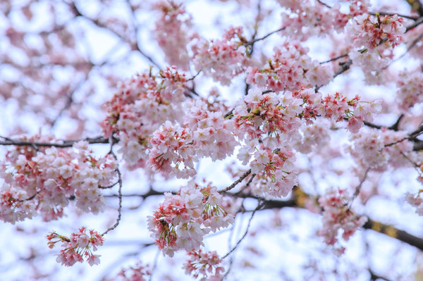 樱花烂漫几多时完整版,日本樱花节赏樱攻略视频大全