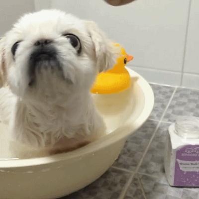 京巴犬以后趋势,京巴犬放开会跑么