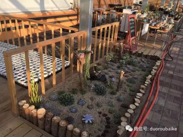 多肉为什么比较坑,多肉基础知识详解