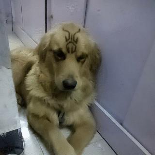 后面的那个小胖子，知道你很可爱，快走开我还要拍照呢！