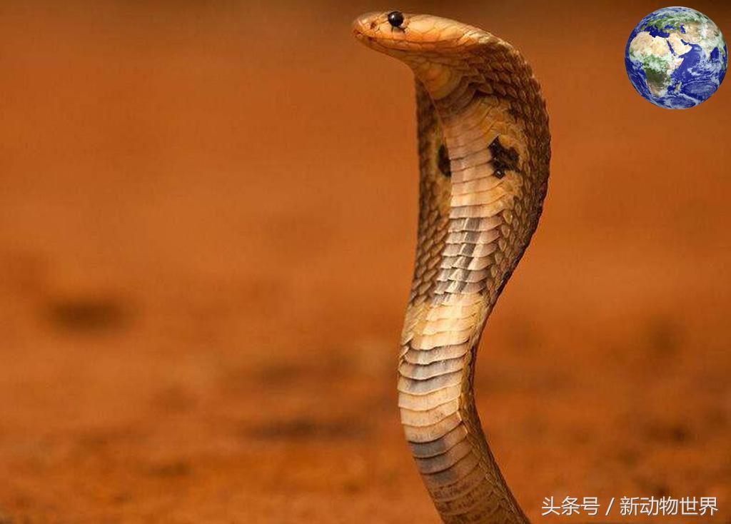 毒蛇和眼镜蛇毒液,毒蛇眼镜蛇的毒液