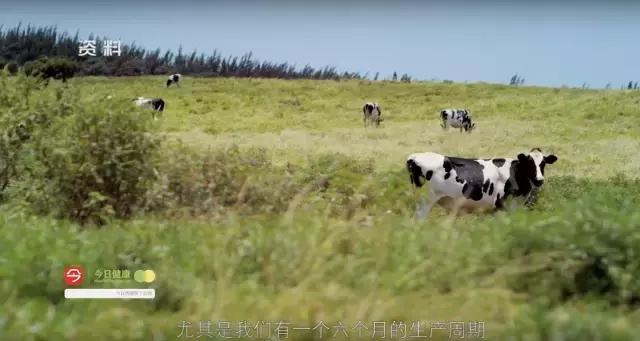 又是a2!中国情侣拿走华人妈妈奶粉钱后消失,几罐奶粉至于么?