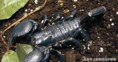 澳洲三大毒王,澳大利亚十大毒王