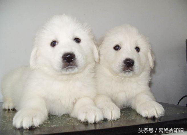 大白熊幼犬怎么养,怎么辨别大白熊幼犬